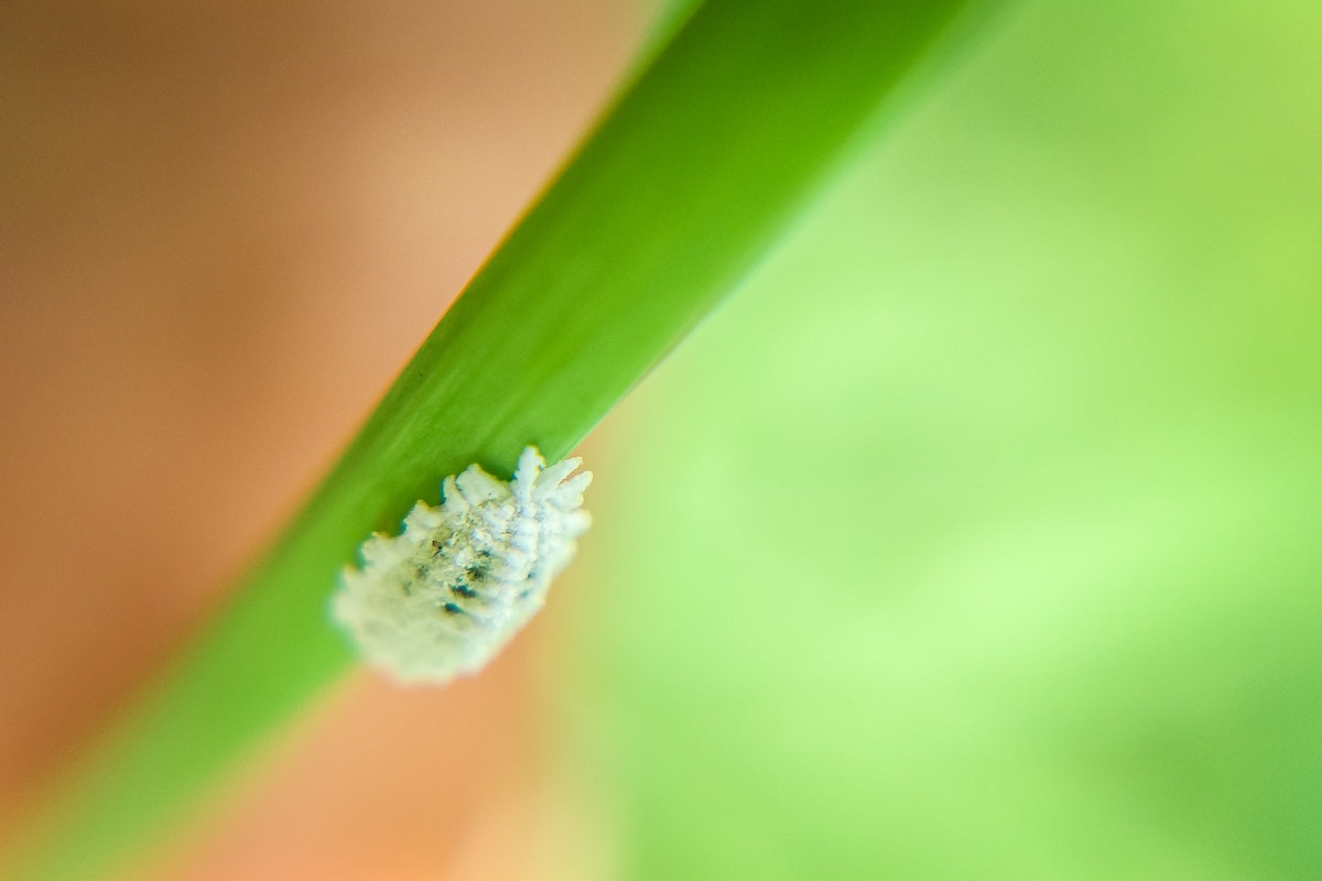 Mealybug on a leaf