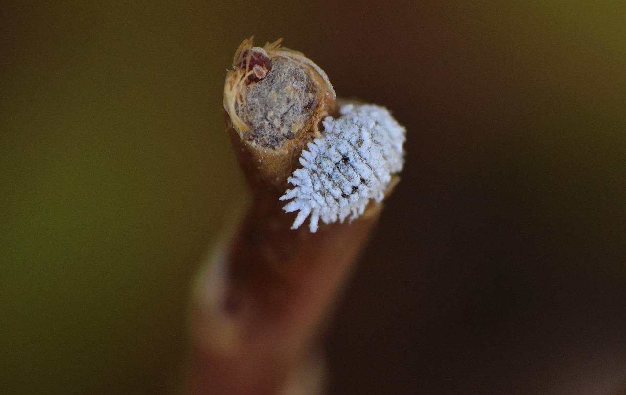 A mealybug on a stick