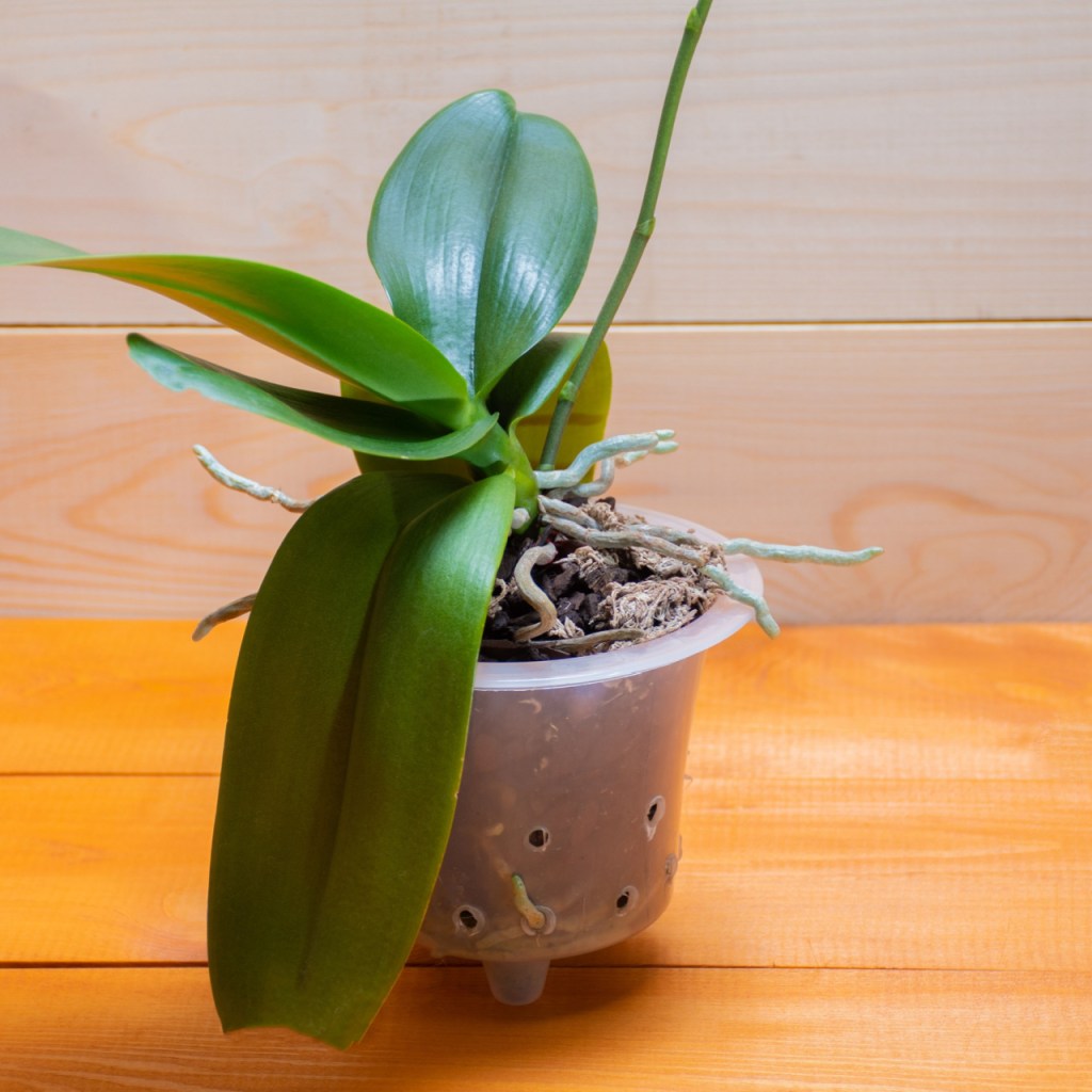 Orchid in plastic planter