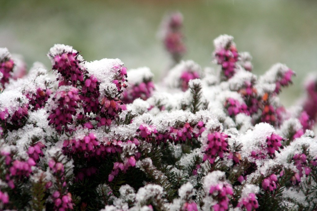 A shrub with pink flowers covered in snow