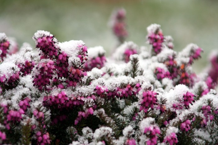 new growing season pink flowers in snow
