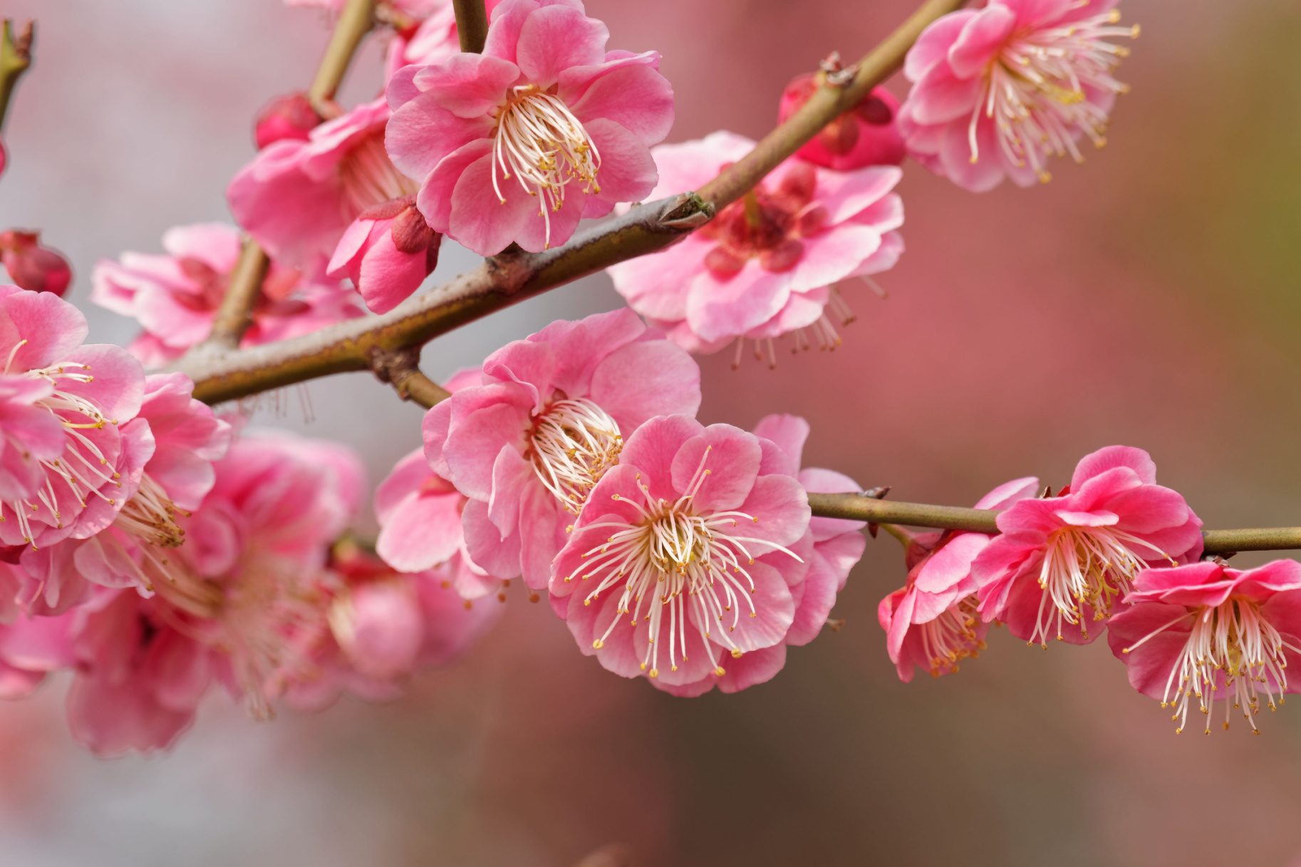 6 Lunar New Year Flowers to Bring Luck Into Your Home HappySprout