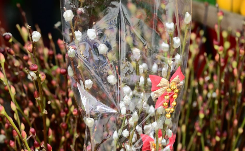 Pussy willow branches