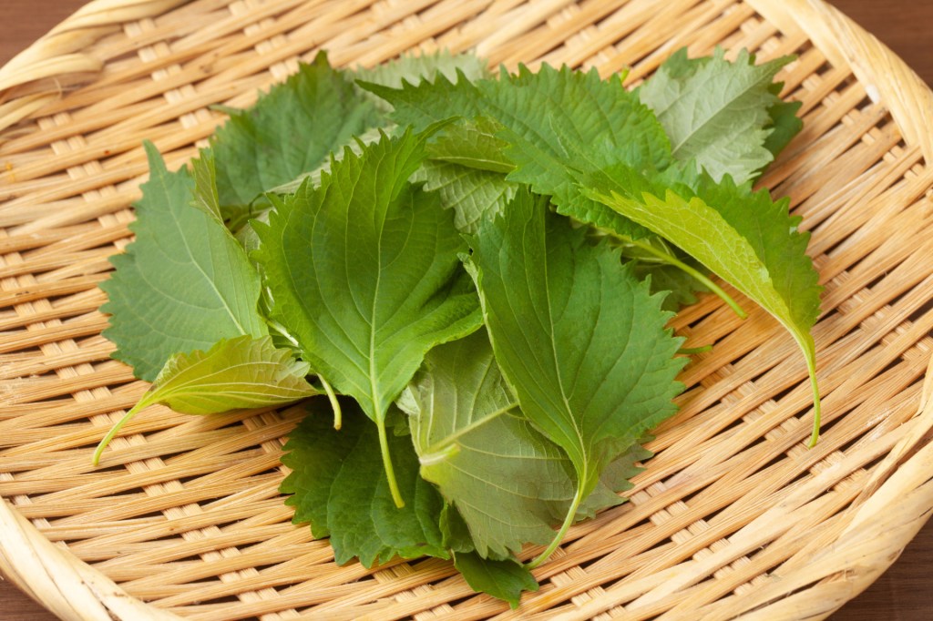 Shiso leaves in a basket