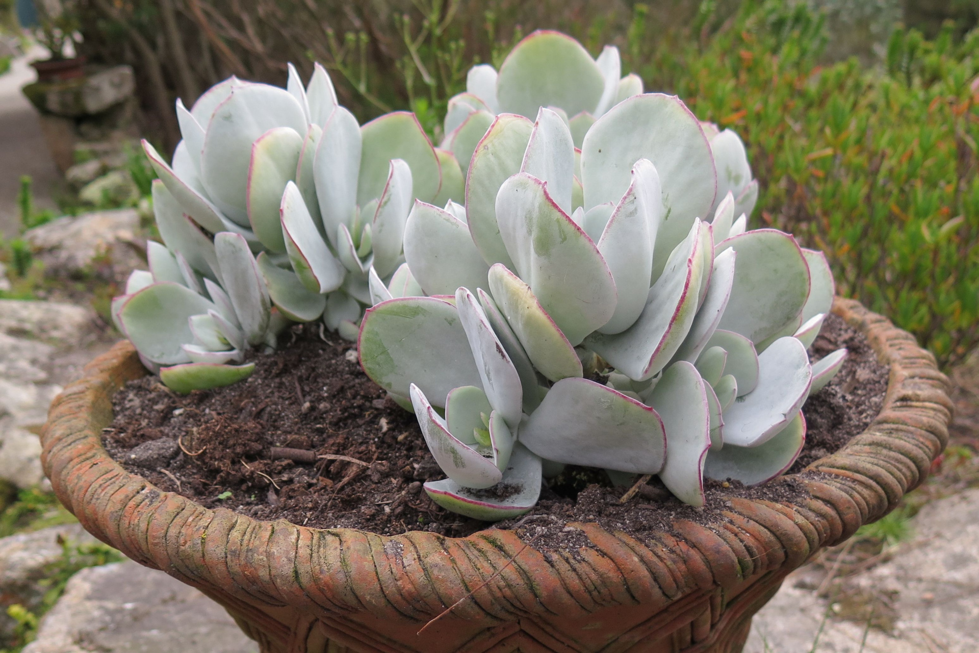 Silver dollar jade plant