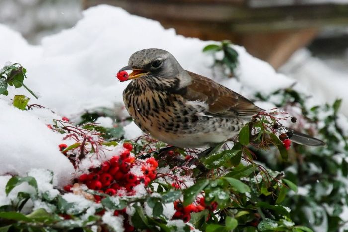 A small songbird eating a red berry in the snow