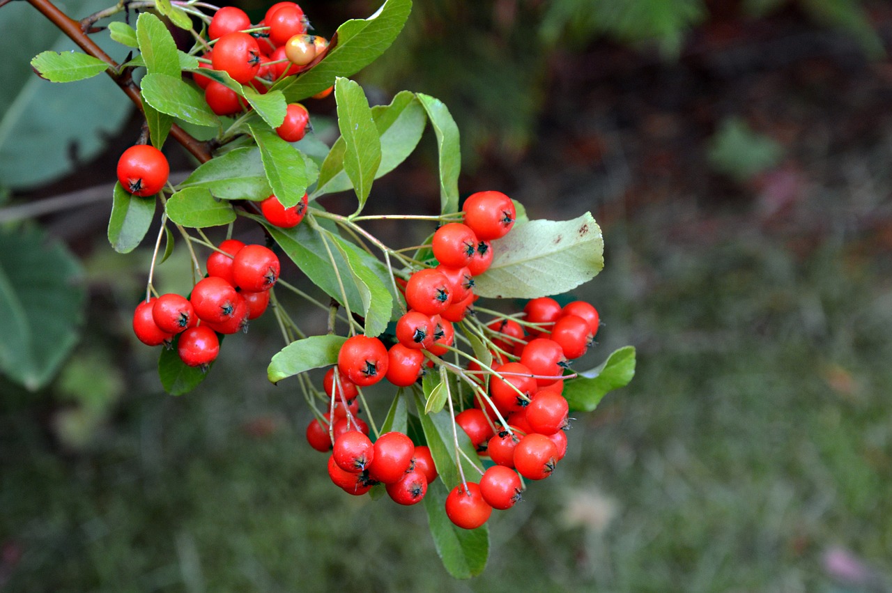 A spineless holly or winterberry plant