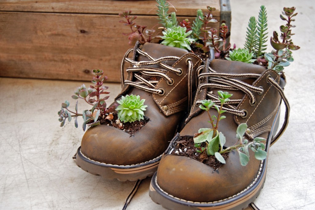 Succulents in shoes