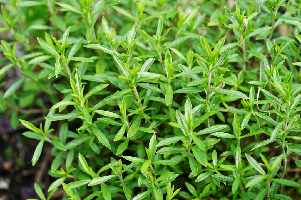 Winter savory