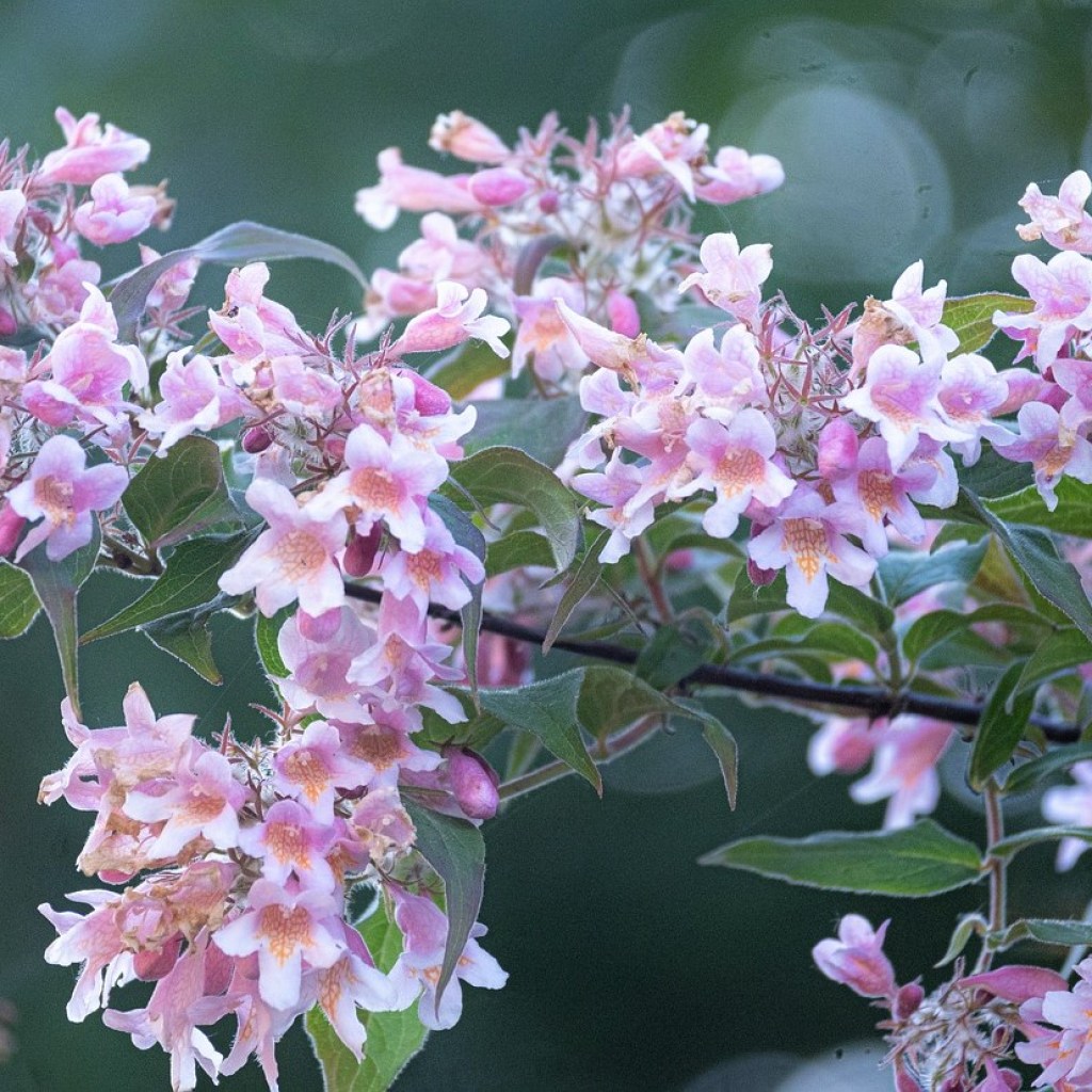 Beauty bush