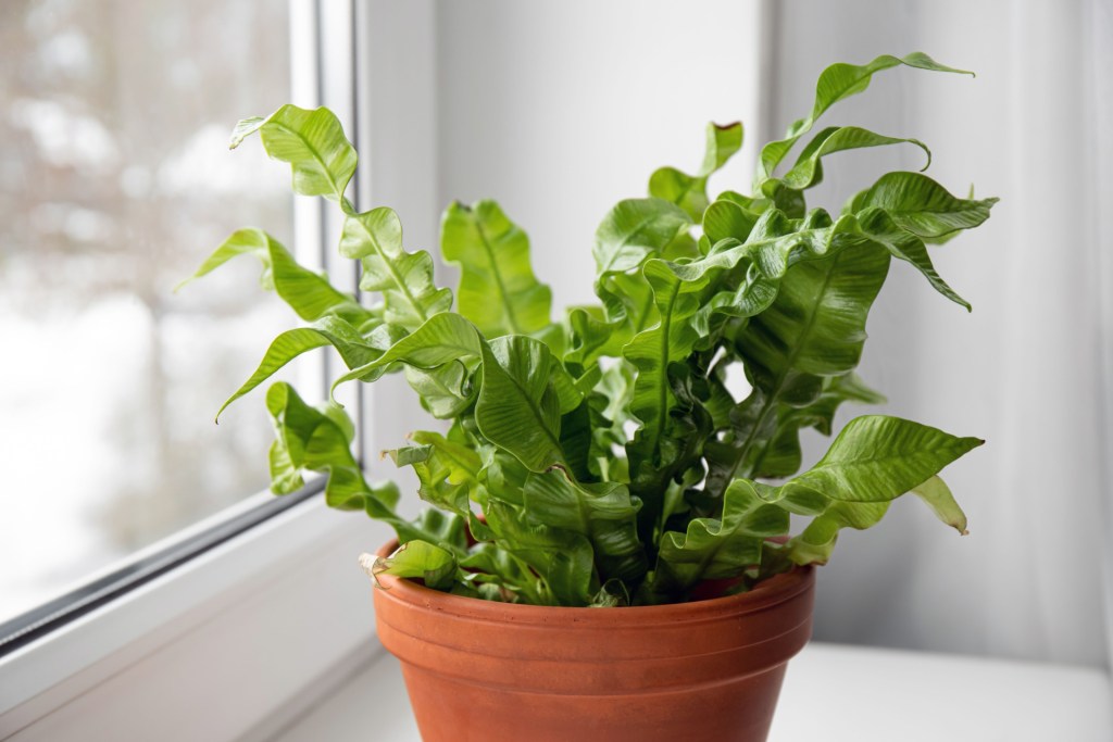 Bird's nest fern by a window