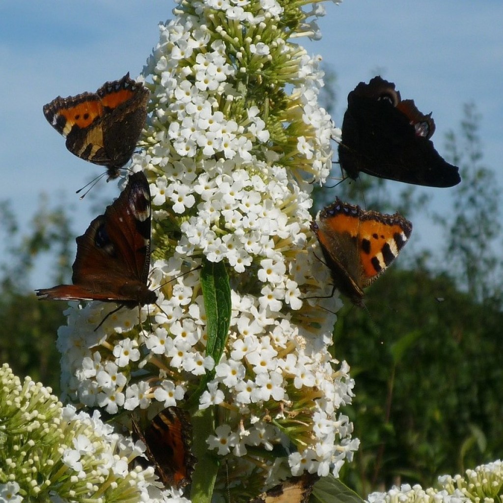 Butterflies on butterfly bush
