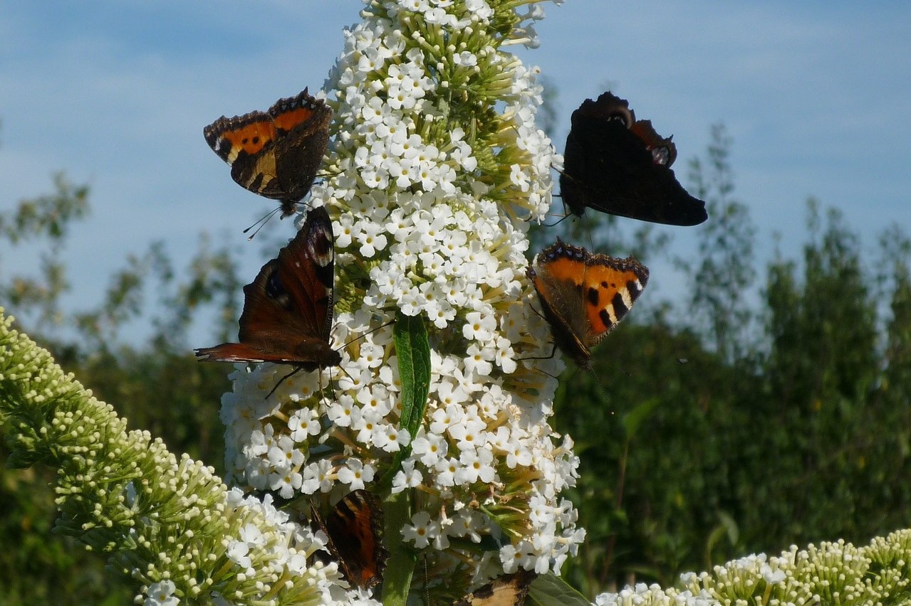 Butterflies on butterfly bush