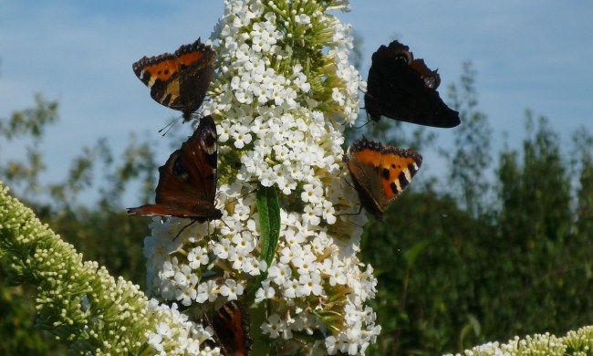 Butterflies on butterfly bush