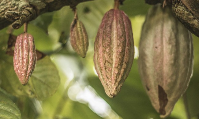 Four cacao pods hanging from a tree