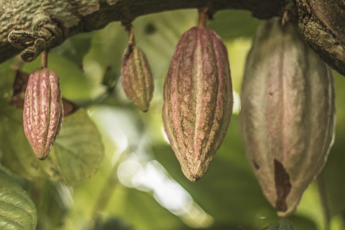 Four cacao pods hanging from a tree