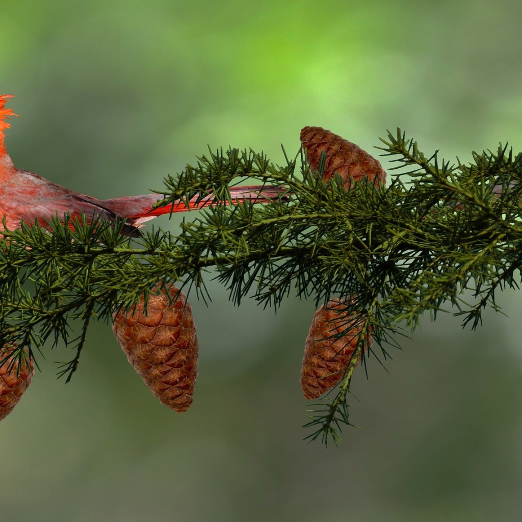 A pair of cardinals sitting on a branch with pine cones