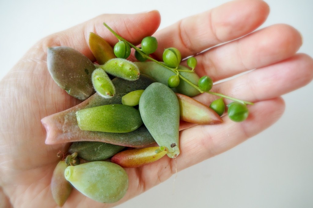 Succulent cuttings