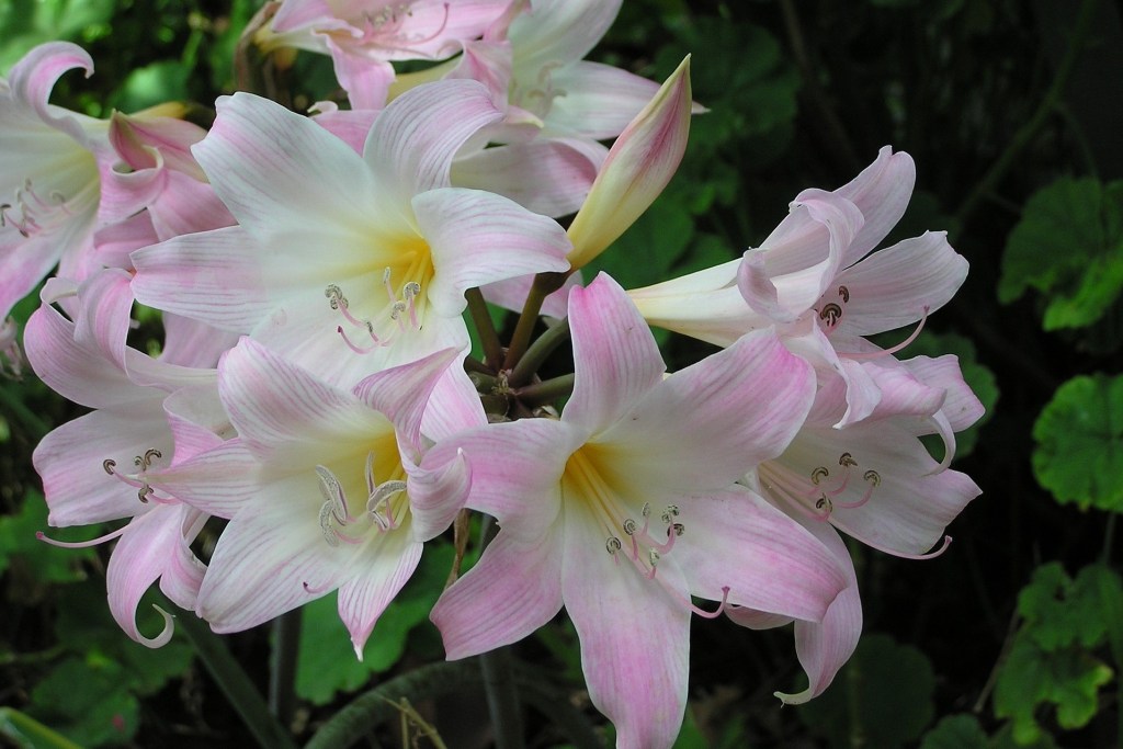 Light pink Easter lily flowers
