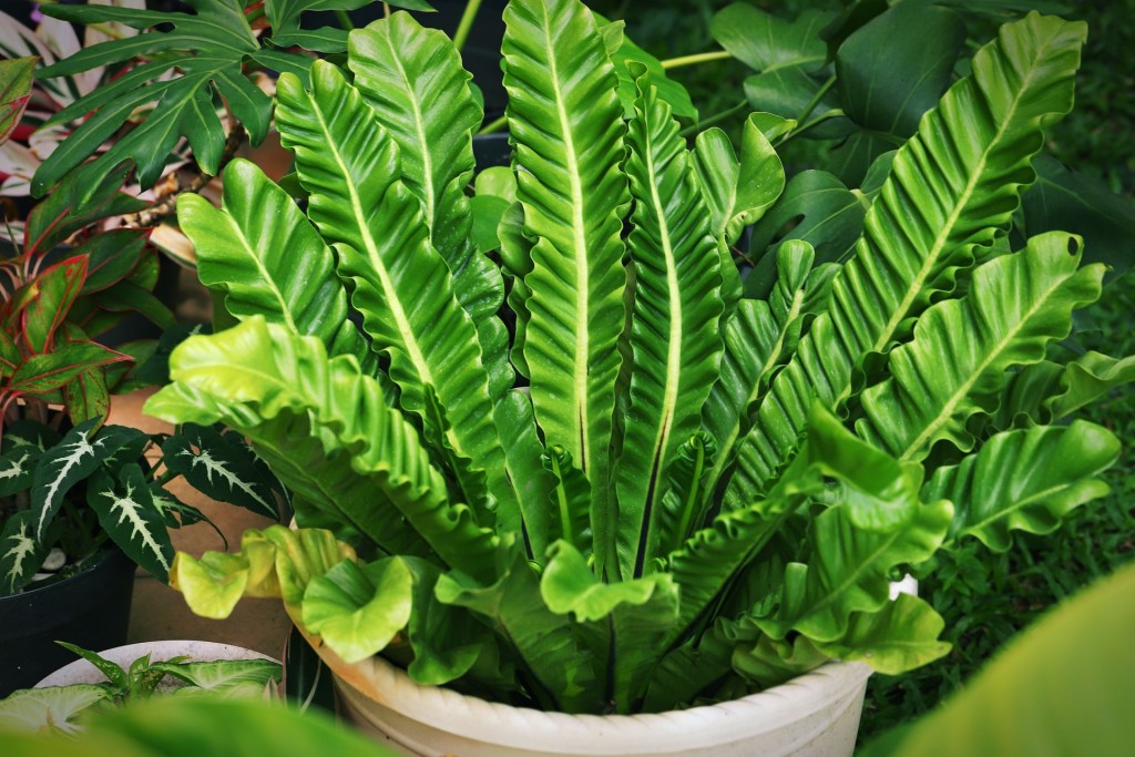 Bird's nest fern in planter