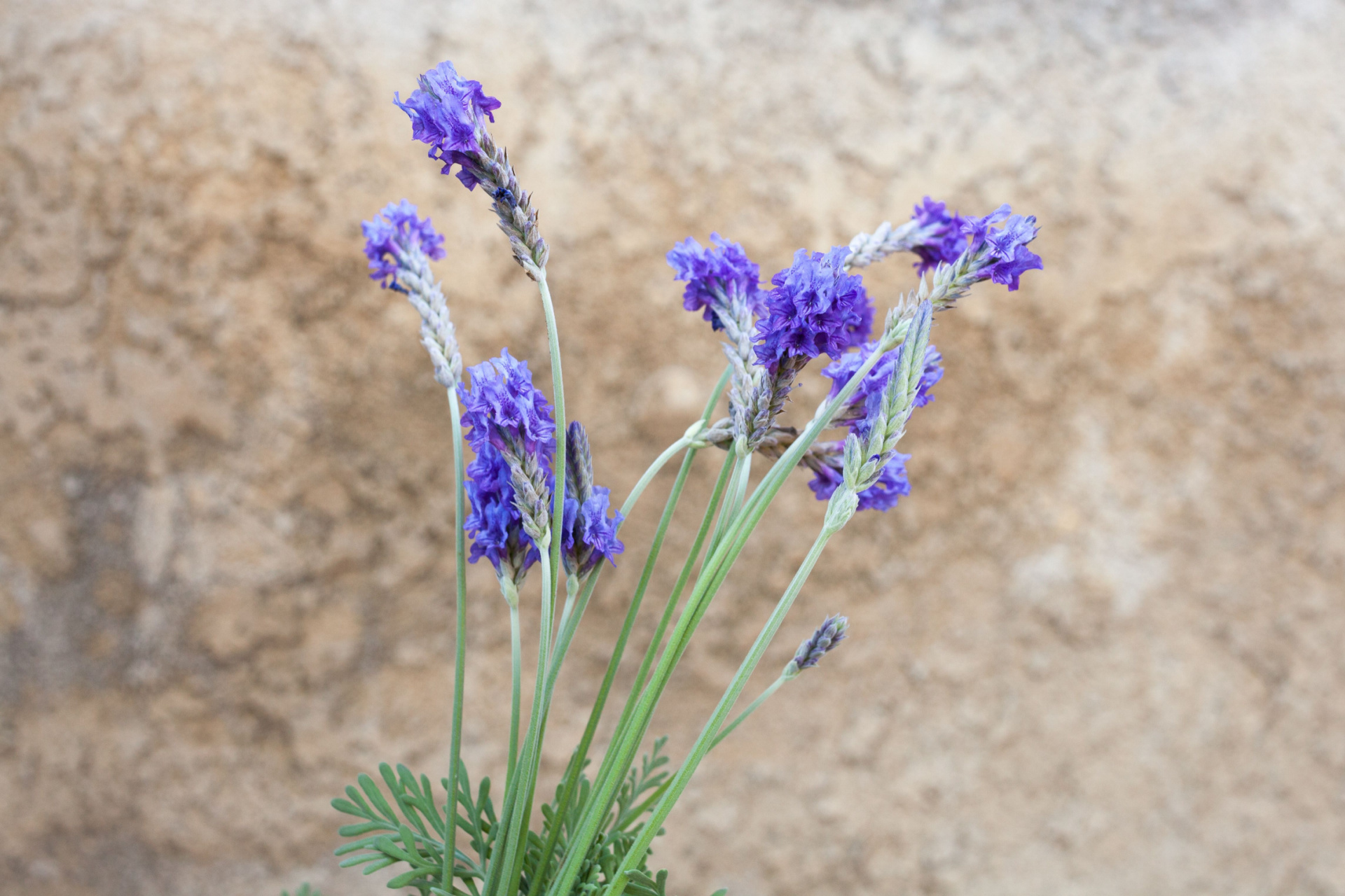 Fernleaf lavender