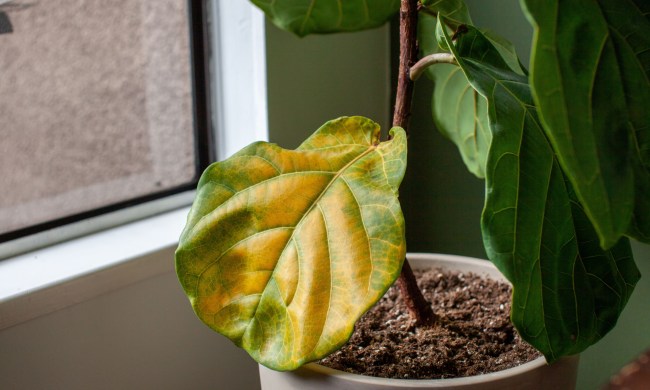 A ficus plant with a yellow leaf