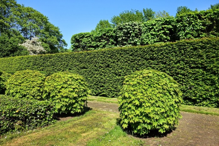 A tall privacy hedge beside a garden path with two smaller round hedges