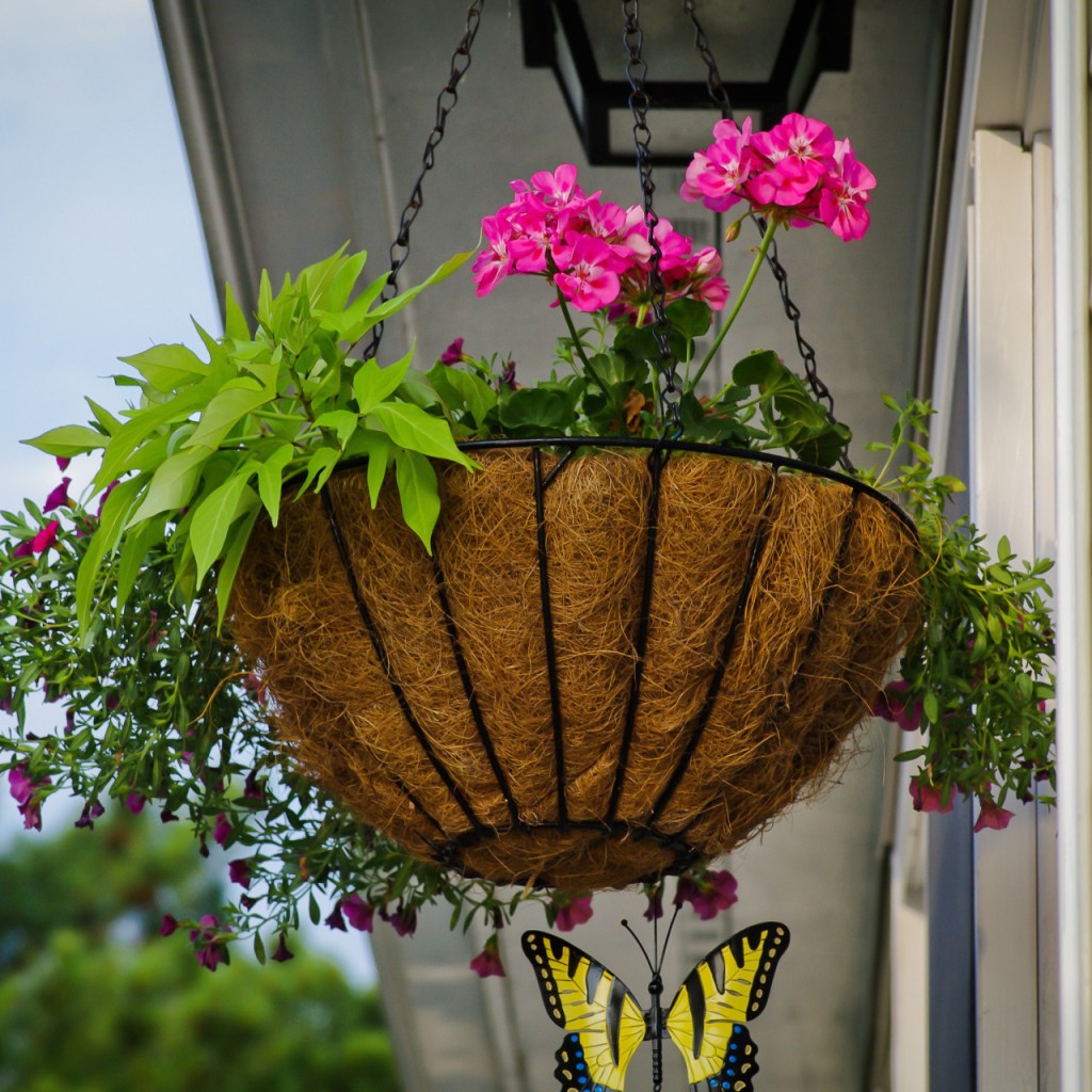 Pink geraniums in hanging basket