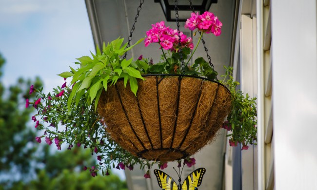 Pink geraniums in hanging basket