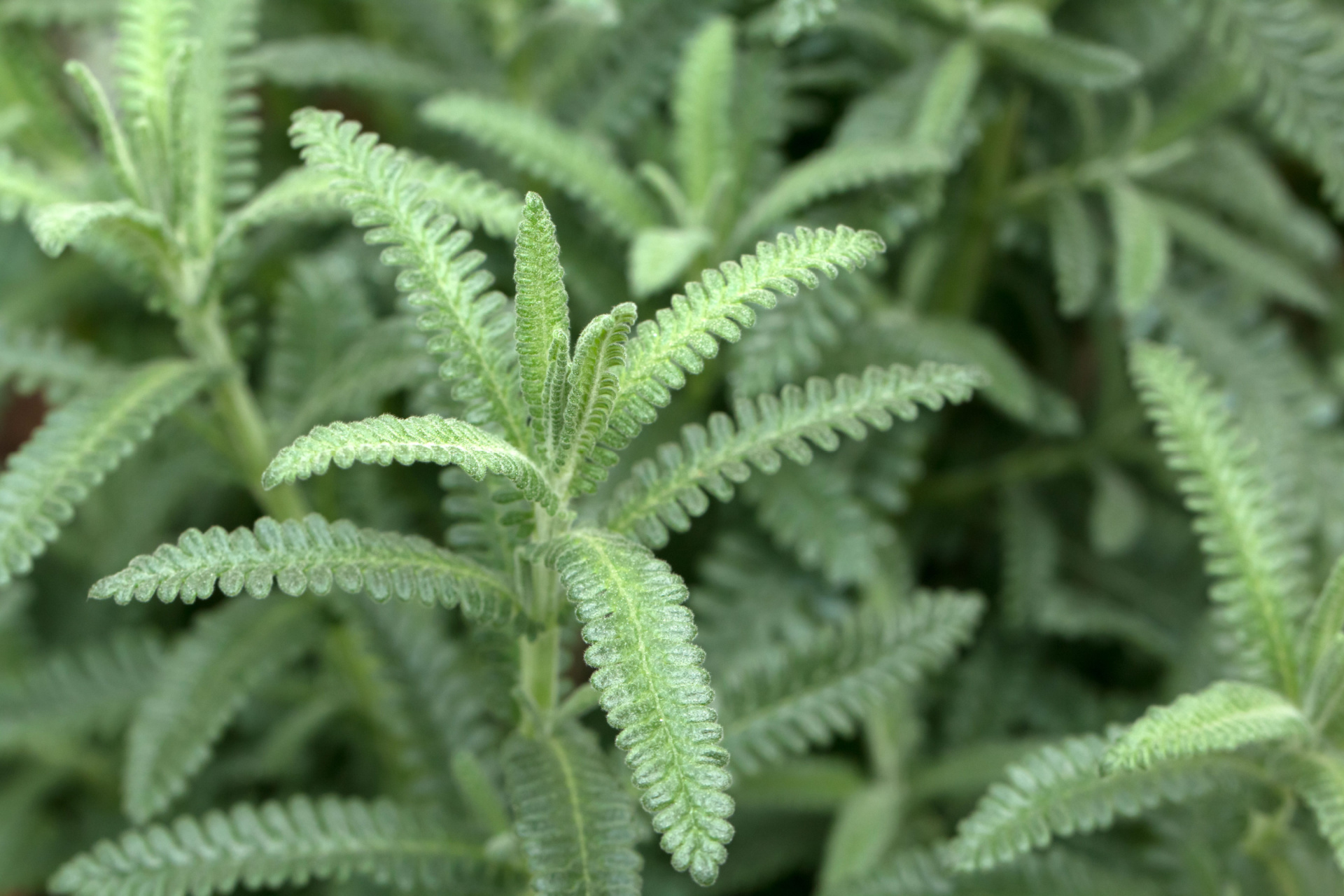 Lavandula dentata leaves