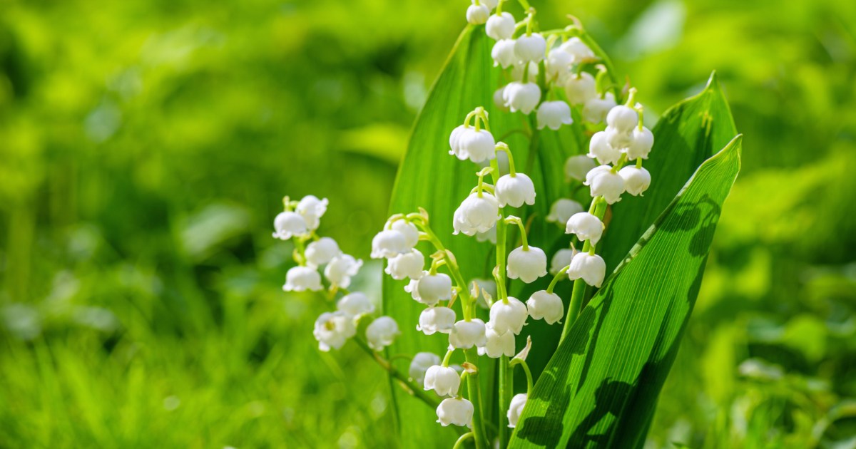 How to Grow Lily of the Valley Flowers for Beautiful Blooms HappySprout