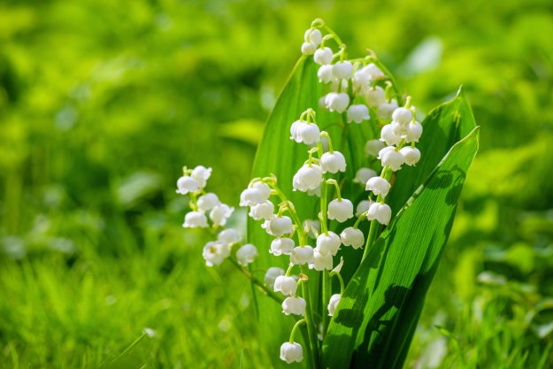 Lily of the valley in grass