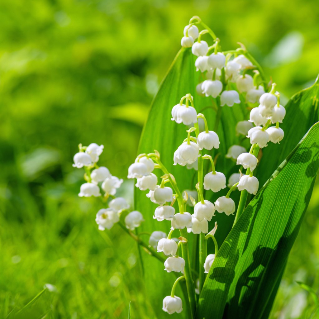 Lily of the valley in grass