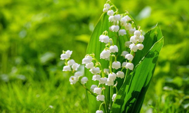 Lily of the valley in grass