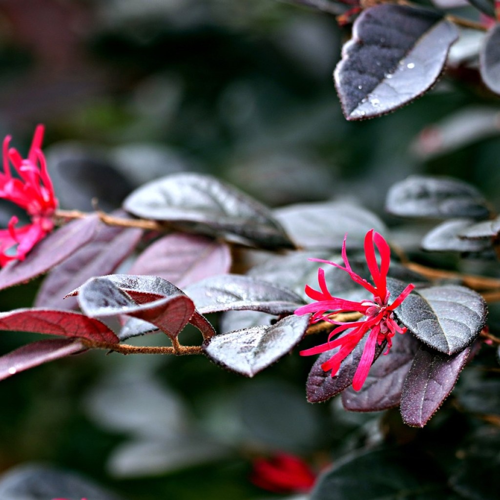 Lorpetalum fringe flower bush with pink flowers and purple leaves