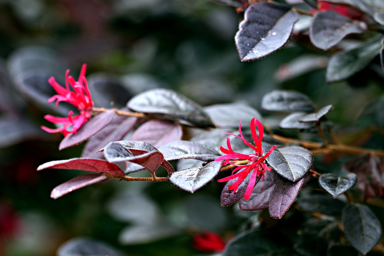 Lorpetalum fringe flower bush with pink flowers and purple leaves