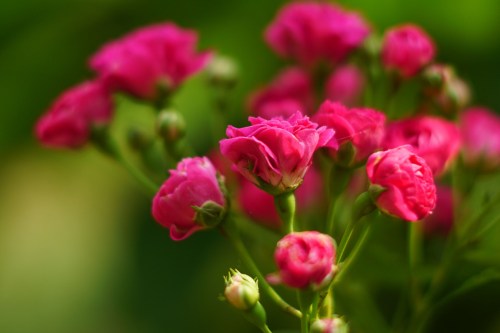 Pink mini roses