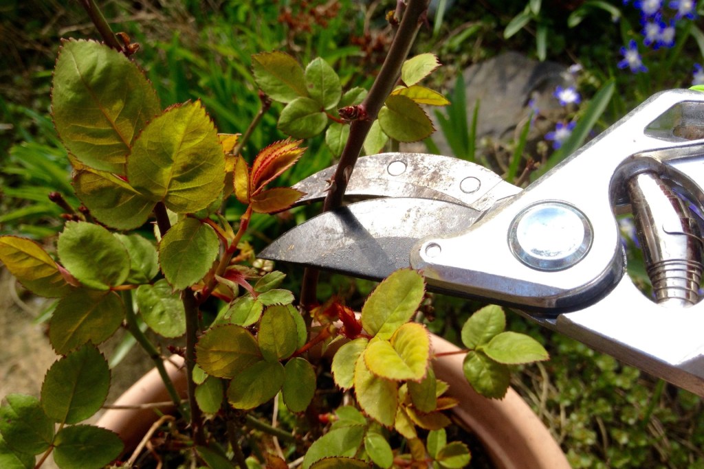 Tips on How to Care for Miniature Roses | HappySprout