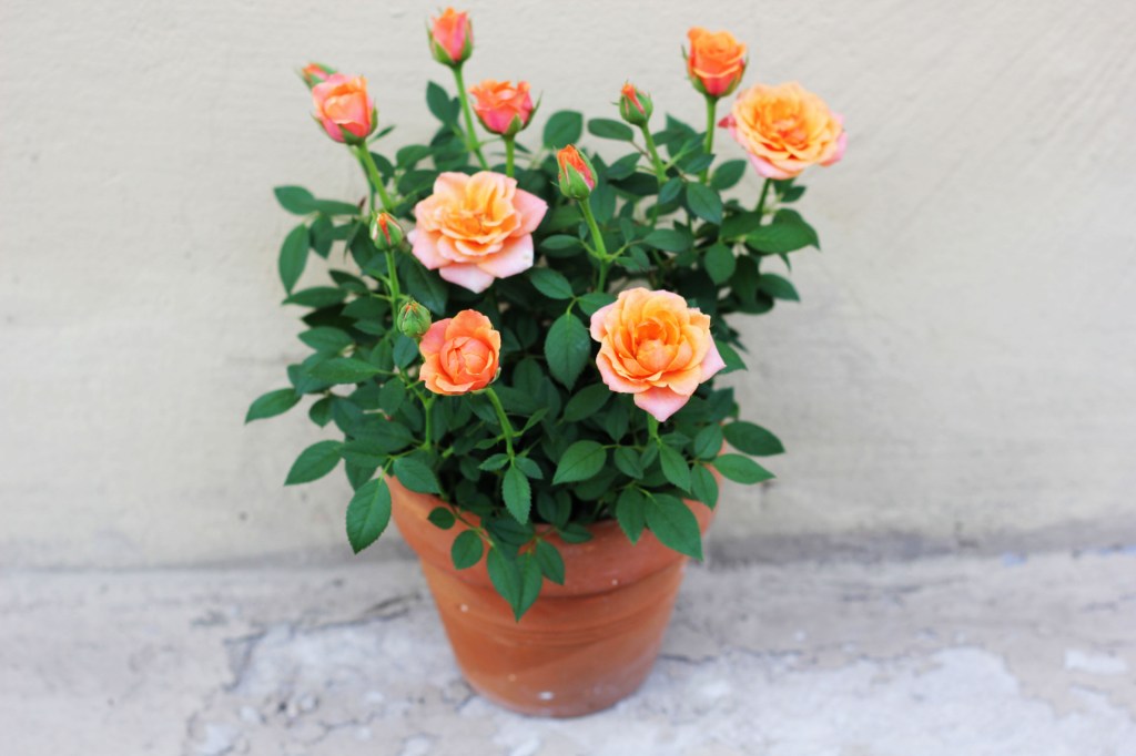 Orange miniature roses