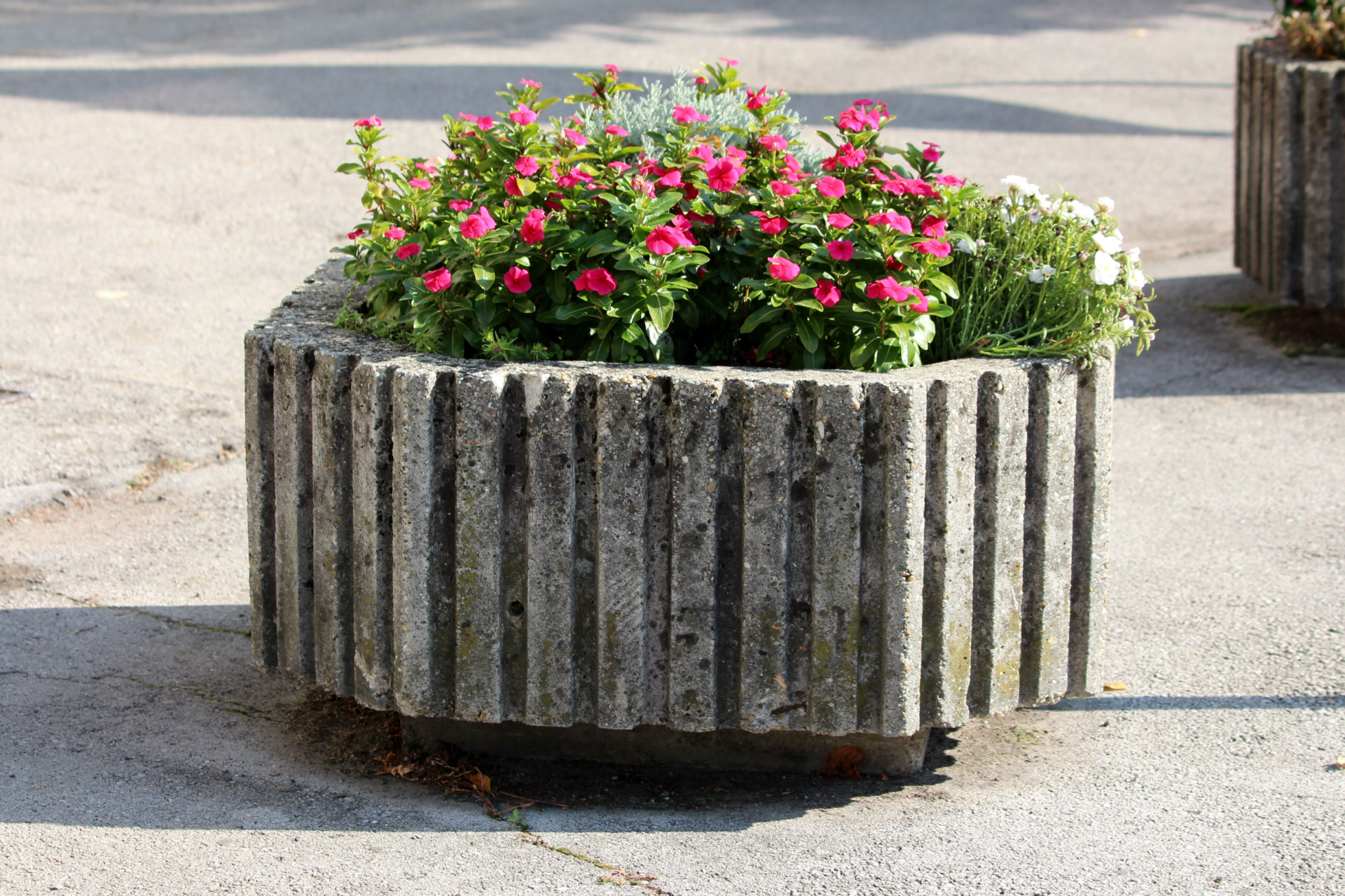 Periwinkle in fluted container