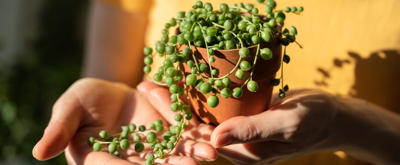 Person holding string of pearls