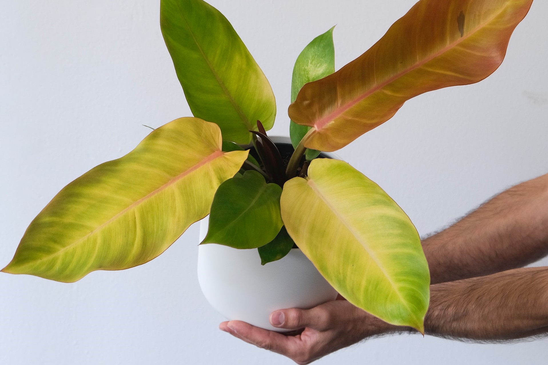 Prince of Orange Philodendron plant being held