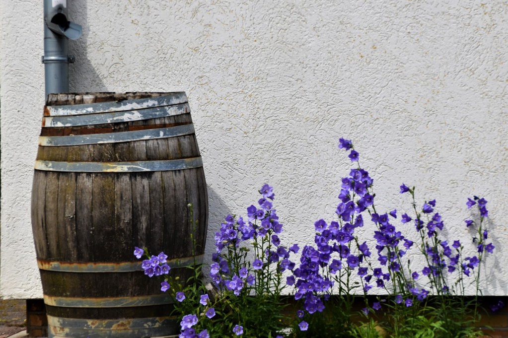A rain barrel next to purple flowers