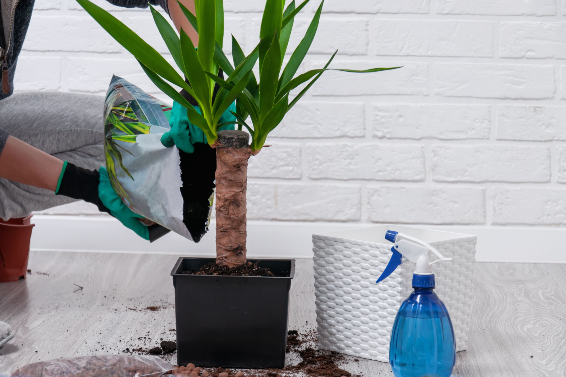 Pouring soil into yucca container