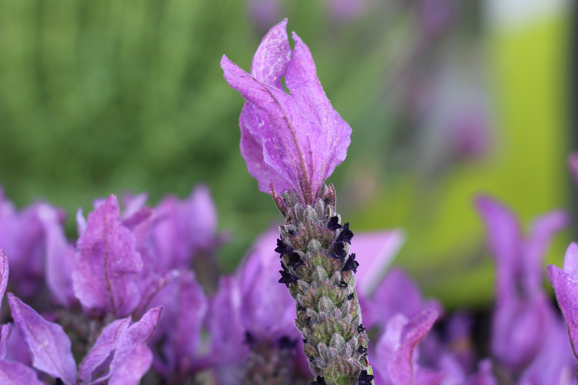 Spanish lavender