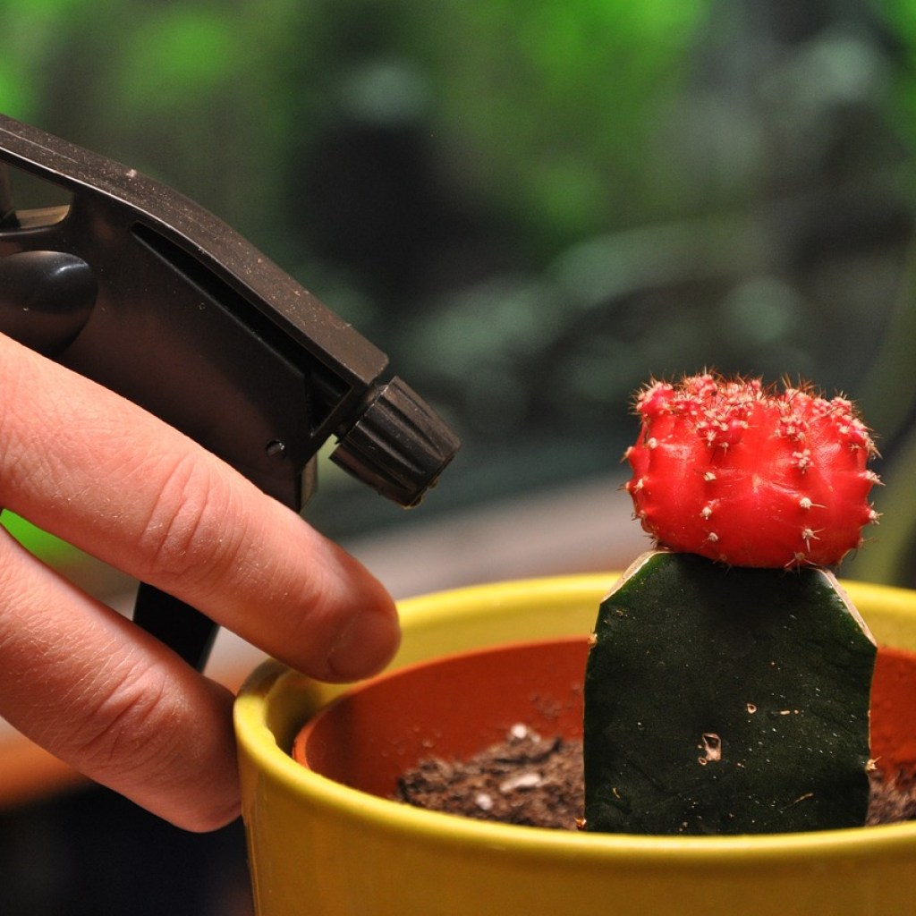 Spraying a potted cactus