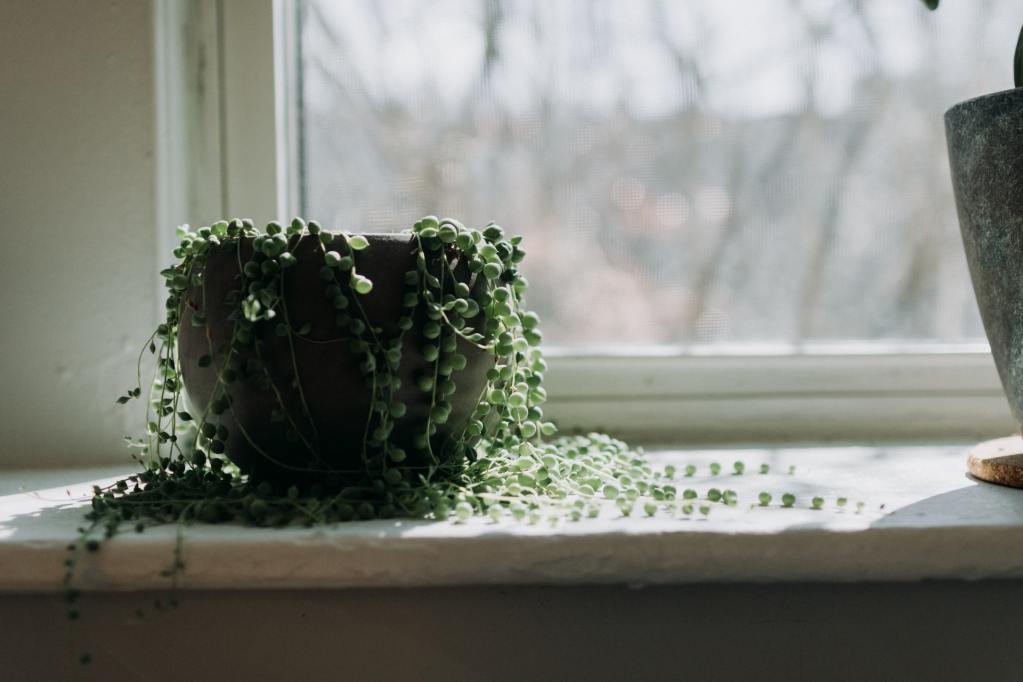 A potted string of pearls plant by a window