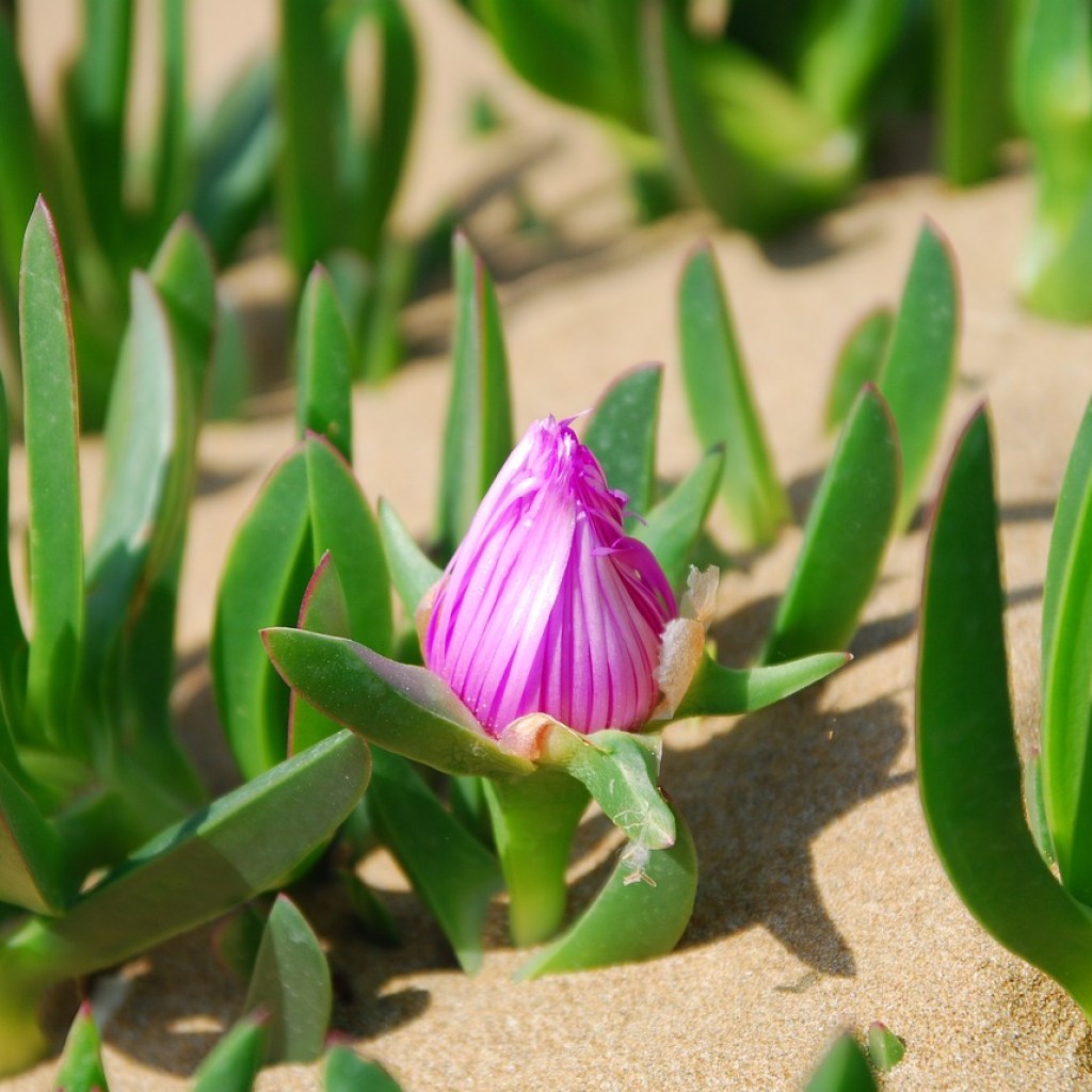 Succulent in sand
