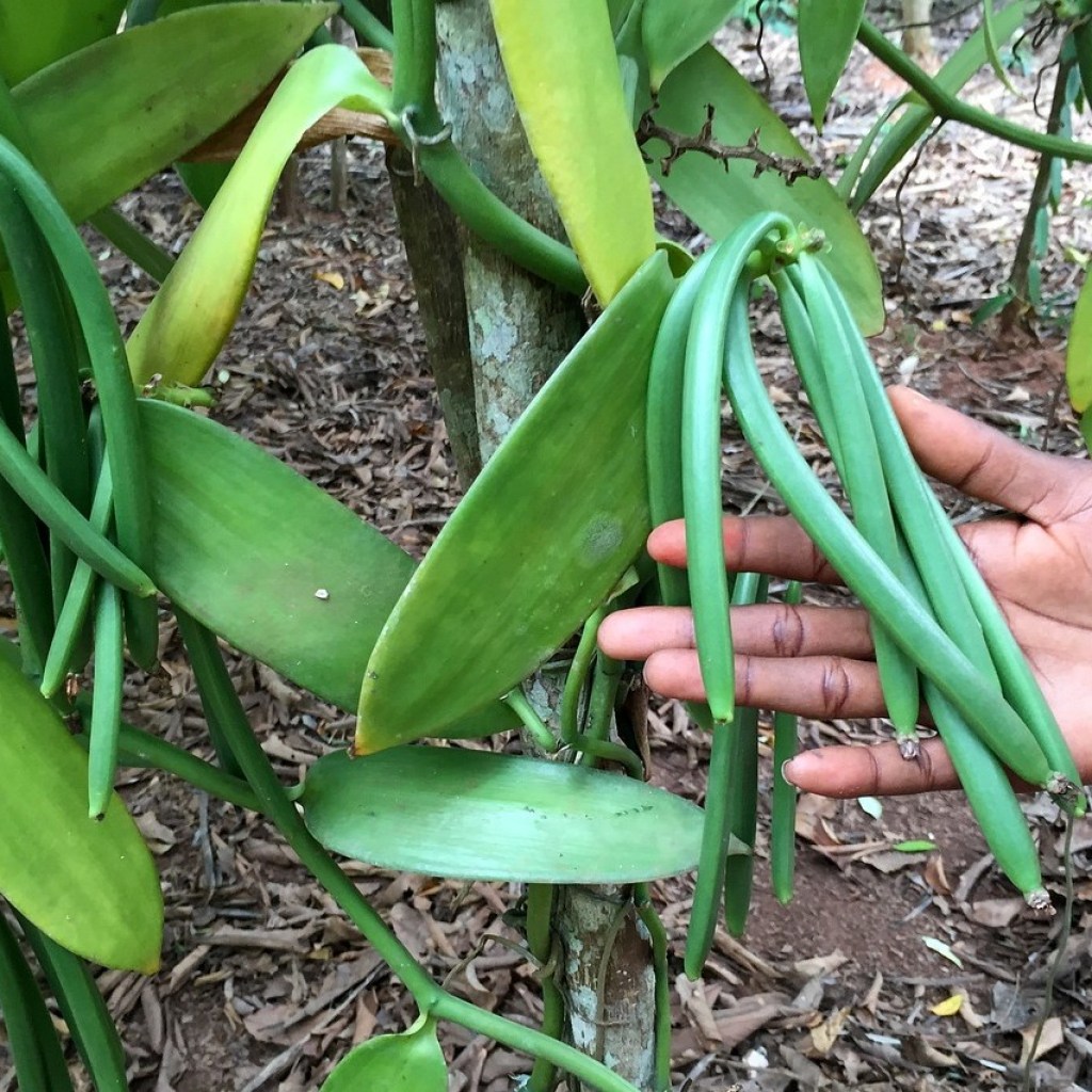 Vanilla beans growing on a vanilla orchid