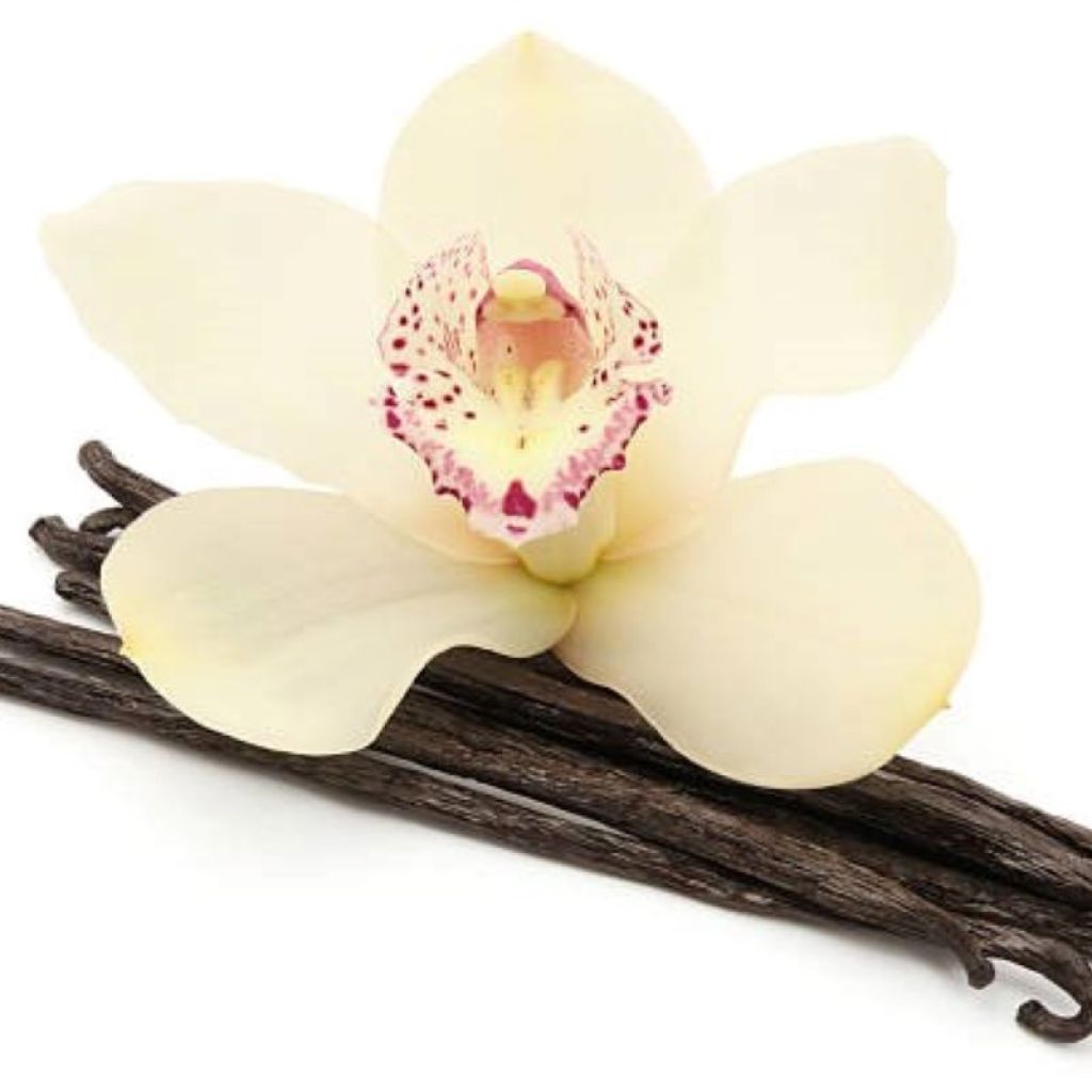 A vanilla flower sitting on dry vanilla beans